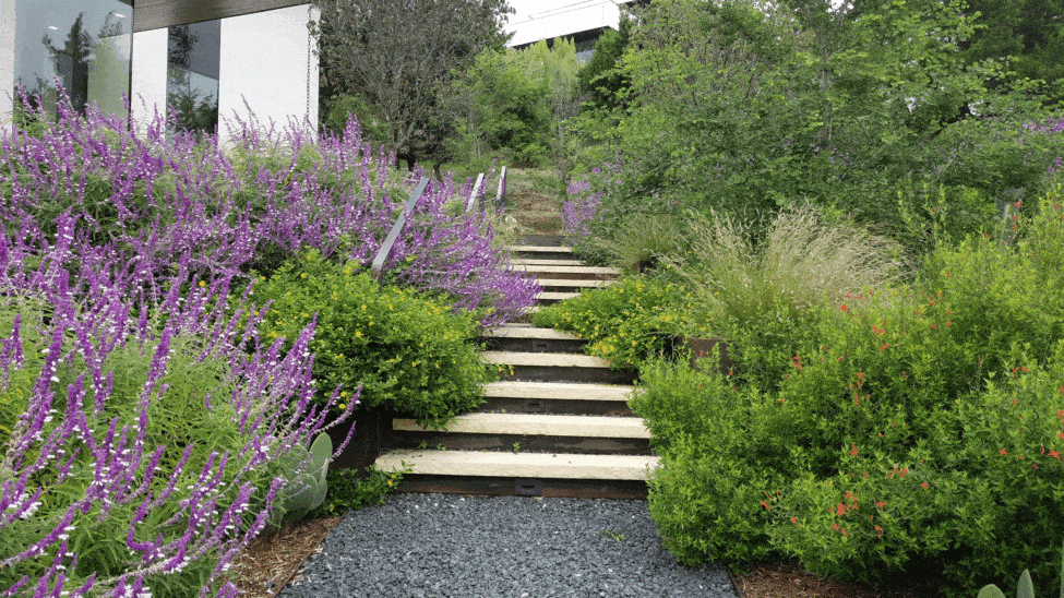 native plants bloom around a residential staircase