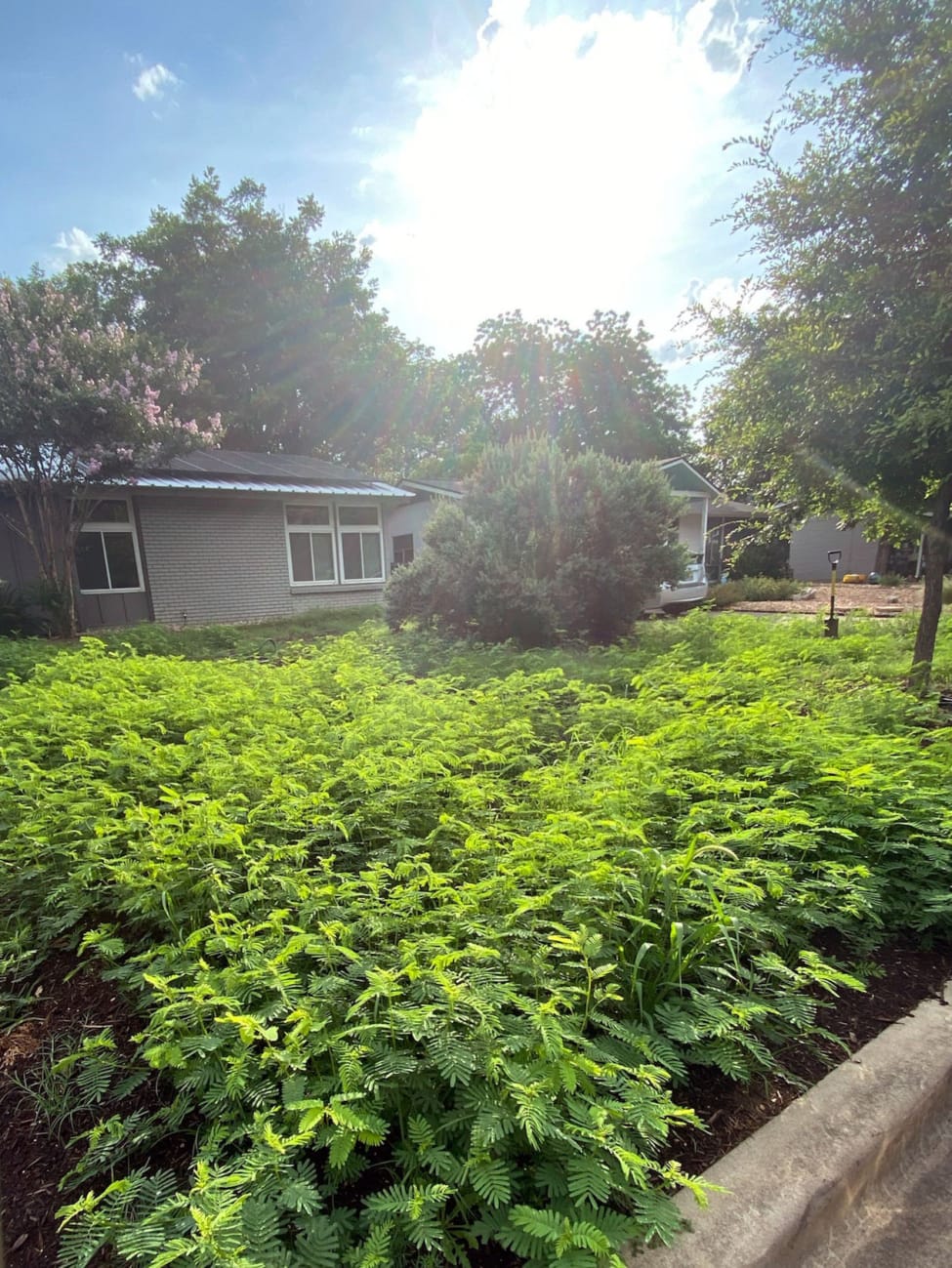 2023 Ilse's growing pocket prairie