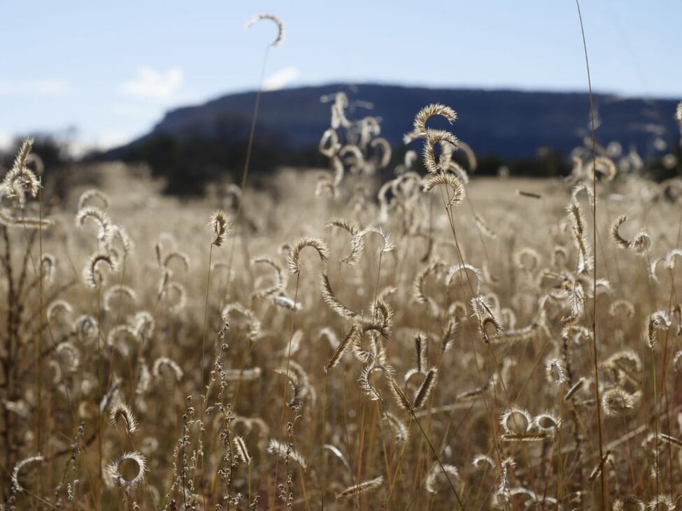 grassland for resilience