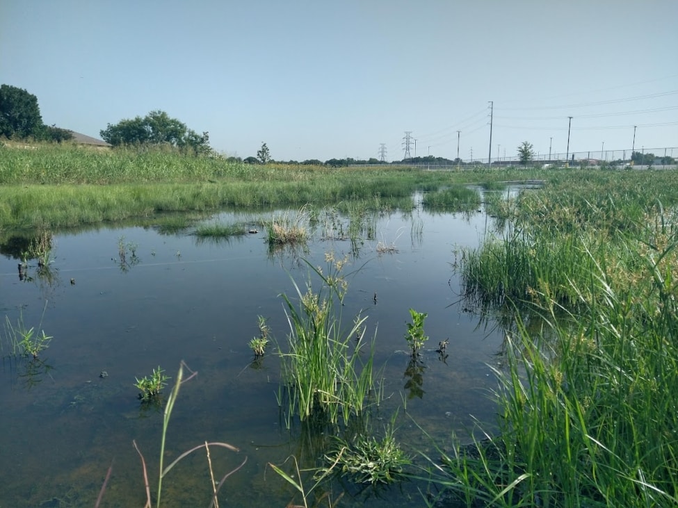 marshalling yard wetland