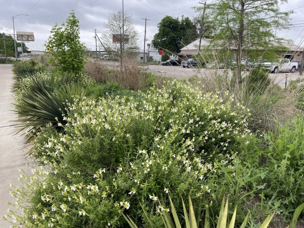 layered plant communities for resilience